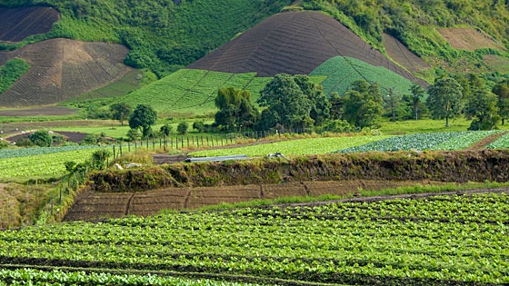 farm fields near Cerro Punta, Panama