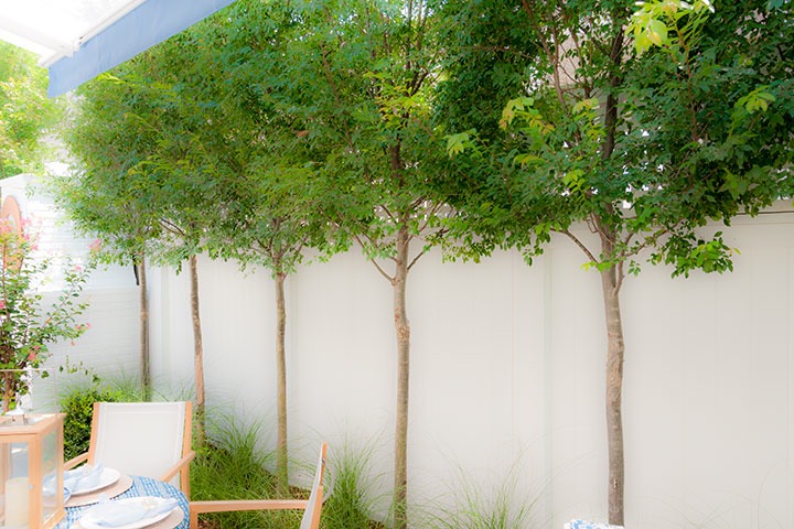 small trees planted along the private garden fence of the 2011 Coastal Living Idea House provide cooling shade and privacy from the neighbors